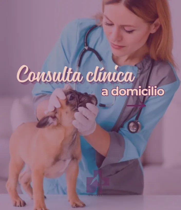 Endoscopia y cirugia veterinaria – Noelia macias