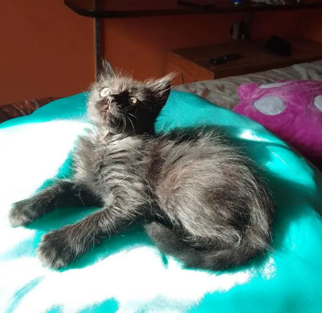 Entre Ríos Veterinaria