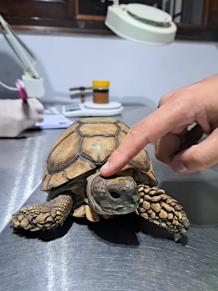 Fauna Vets – Veterinarios de animales Exóticos