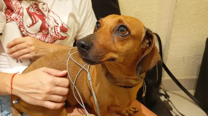 FISIOESTE (Fisioterapia y Ozonoterapia Veterinaria)