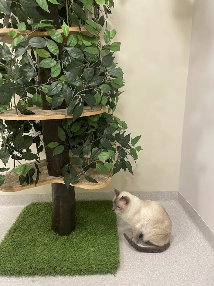 GOVINDA VET – CENTRO INTEGRAL DE MEDICINA FELINA – VETERINARIA