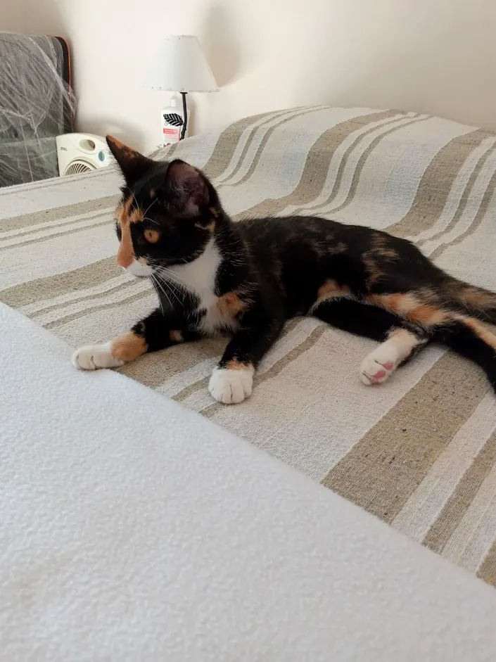Guinness Veterinaria