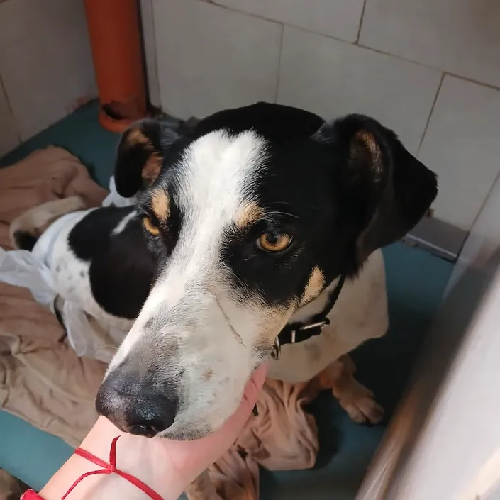 Hospital Veterinario Colón – Sucursal Adrogué
