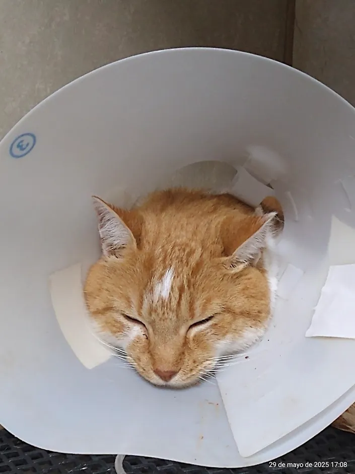 Hospital veterinario Ezeiza