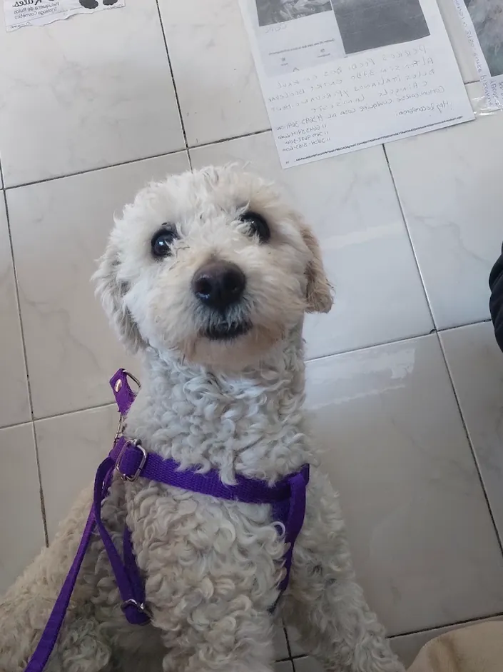 Hospital Veterinario M.A.P.A