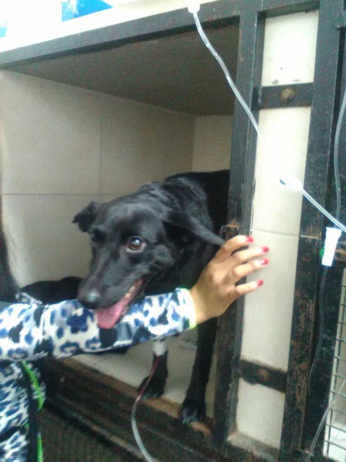 Hospital Veterinario Platense
