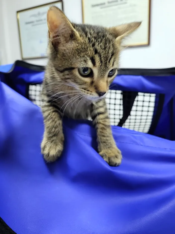 Idiazur Clínica Veterinaria