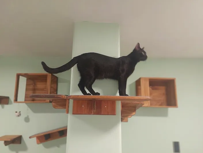 IneCatVet
