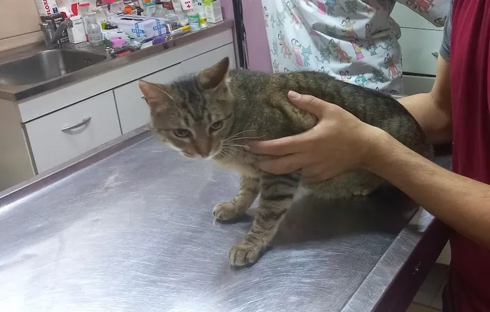 Kovalsky Analia, El Cencerro Veterinaria