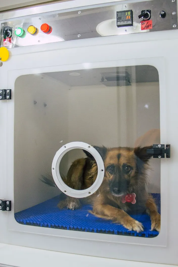 Leocan Veterinaria
