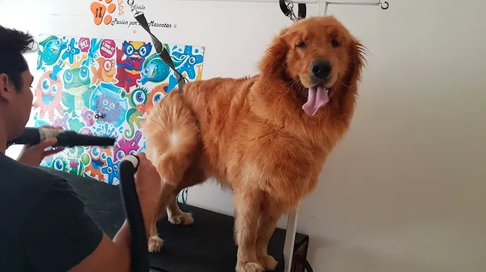 Mascotas Son Amores, veterinaria