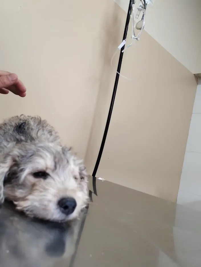 Mascotia veterinaria spa