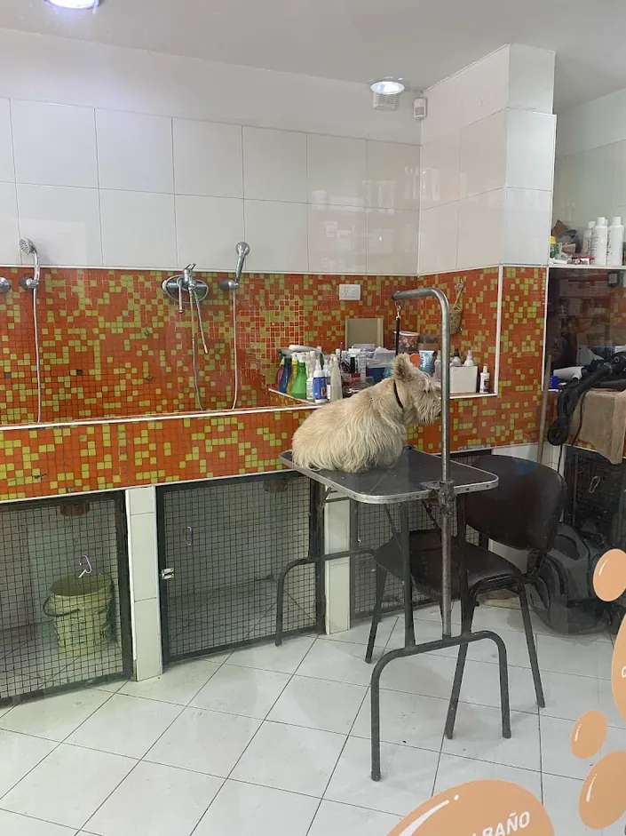 Mimados – Clínica Veterinaria – Internación – Radiografías – Peluquería – Academia Peluqueros