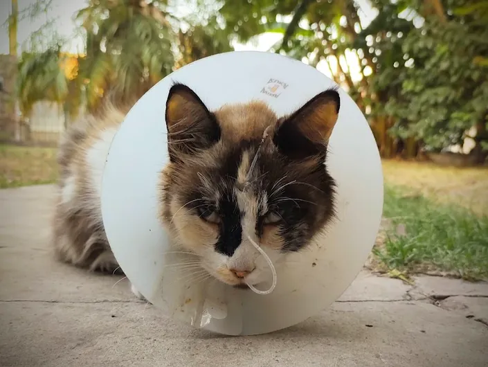 Patitas