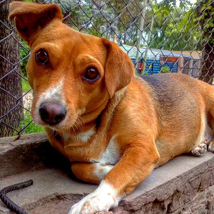 Pehuen Veterinaria