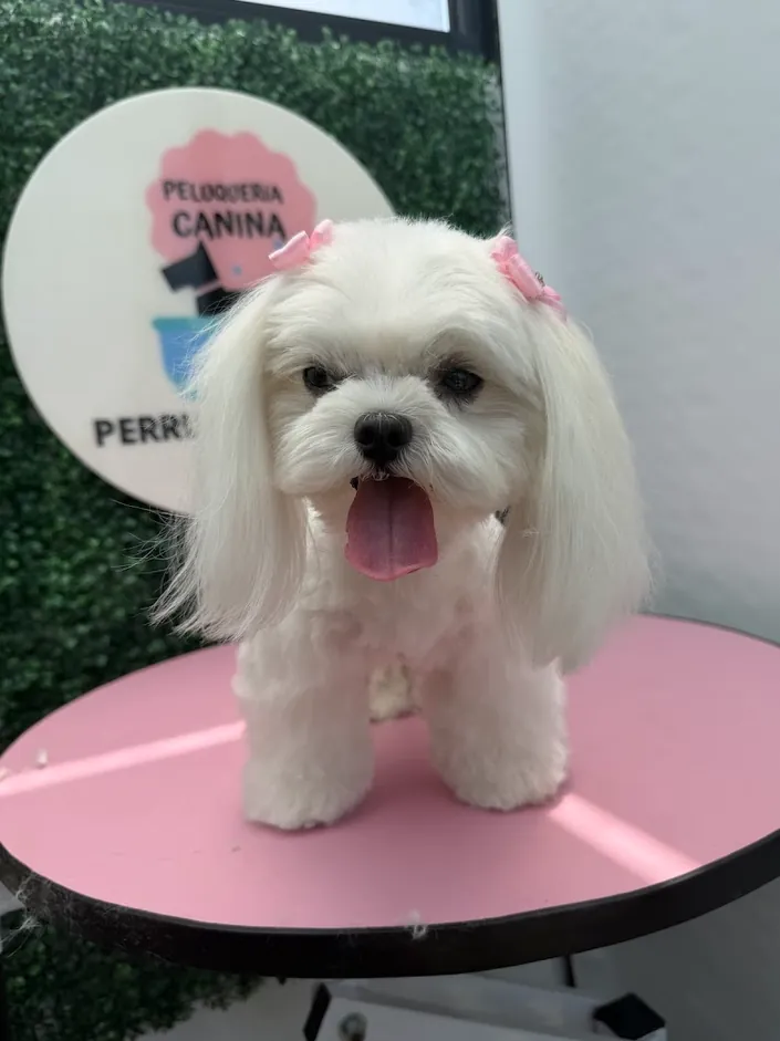 Perrunis by Meli