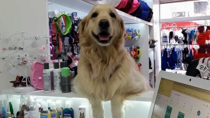 PET SHOP Lo que el perro se llevo Peluqueria Canina