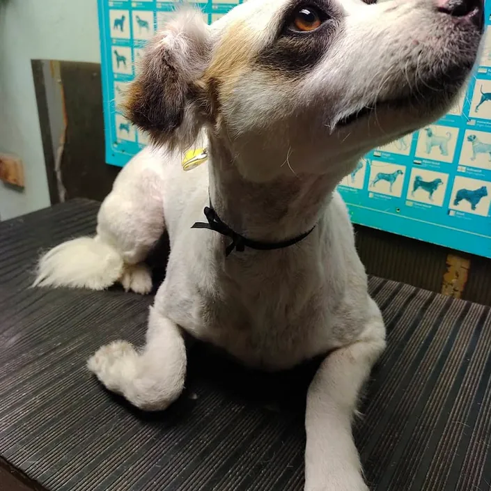 Poroto Pet Shop