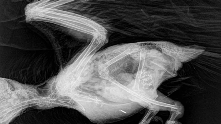 RadioVet La Plata