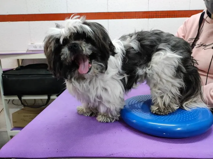 Rehabilitacionvet. Rehabilitacion Veterinaria