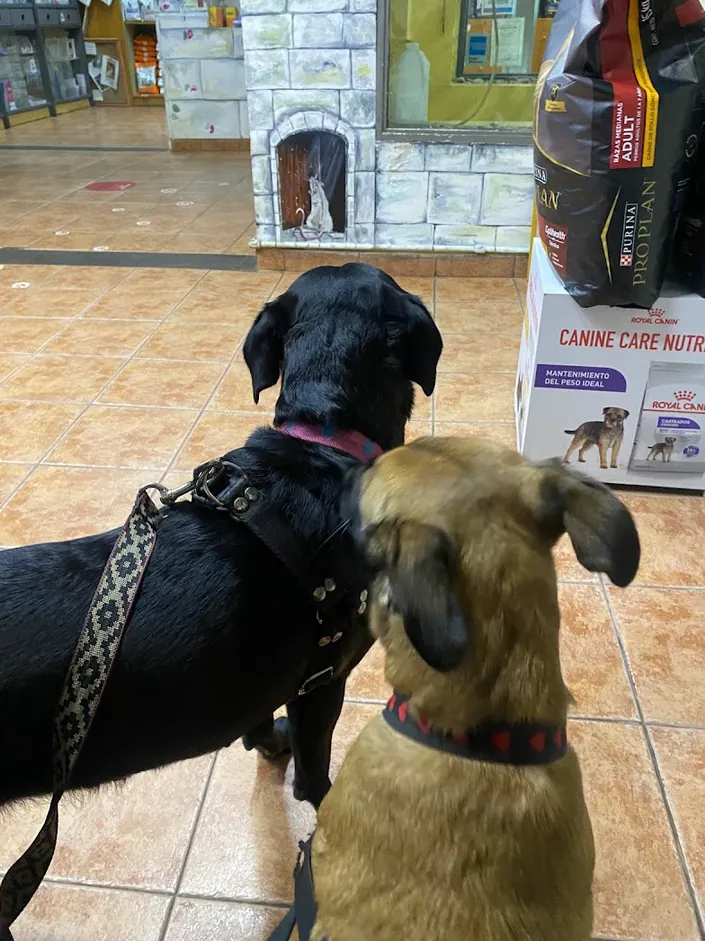 RV CLÍNICA VETERINARIA