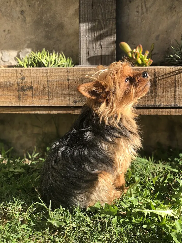 SEMEV Veterinaria