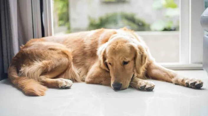 Sleepet