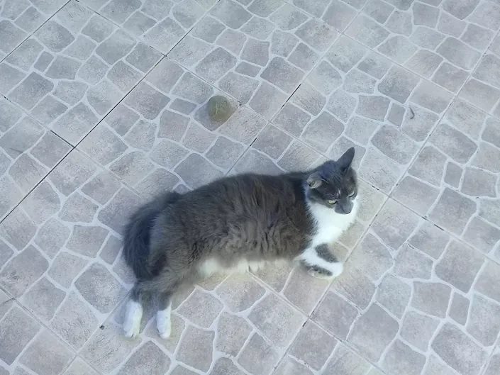 Somoza Veterinaria solo consultorio