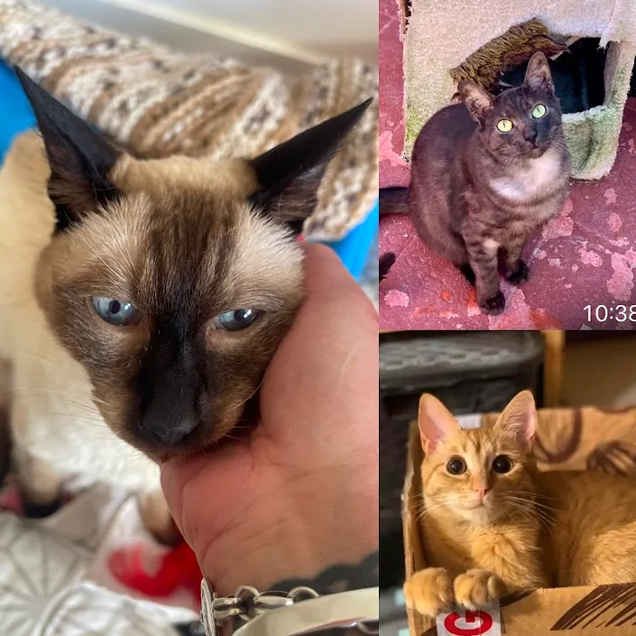 The Cat Clinic