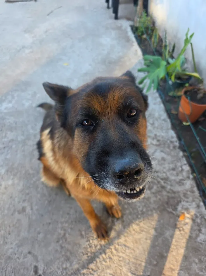 URGENCIAS VETERINARIA MORA 24 hs
