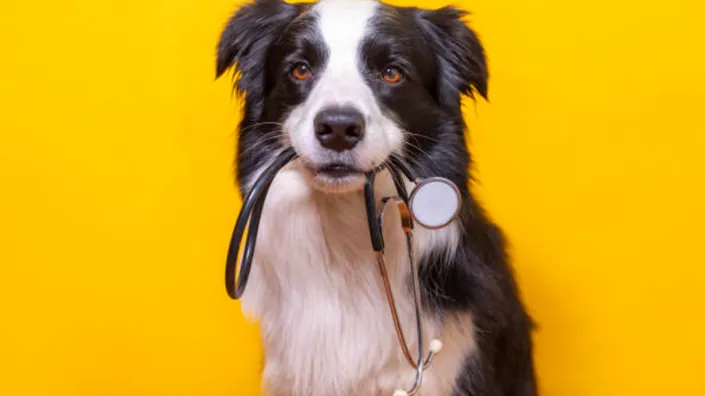 Vet Care