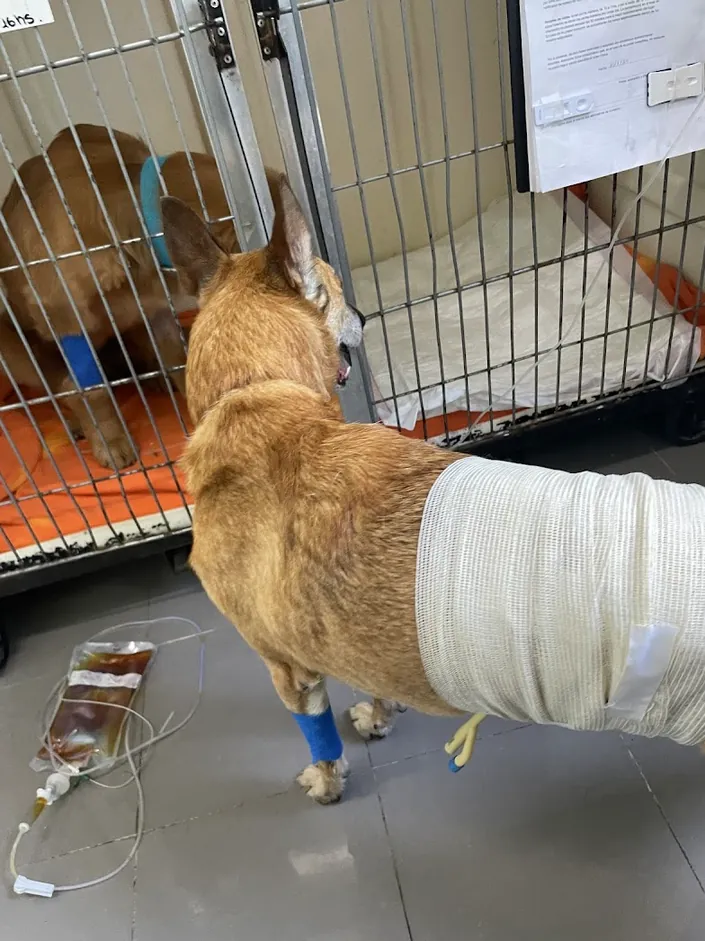 Veterinaria 24hs SIV