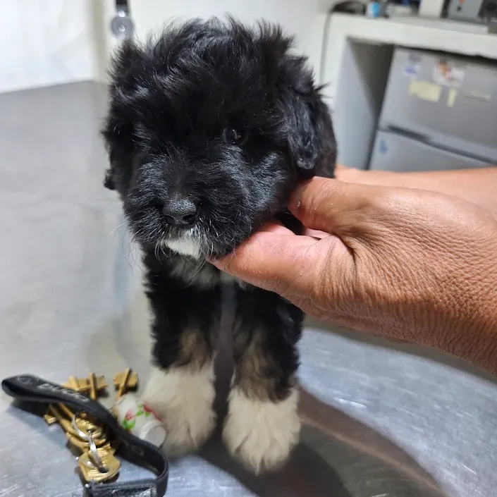 Veterinaria 53