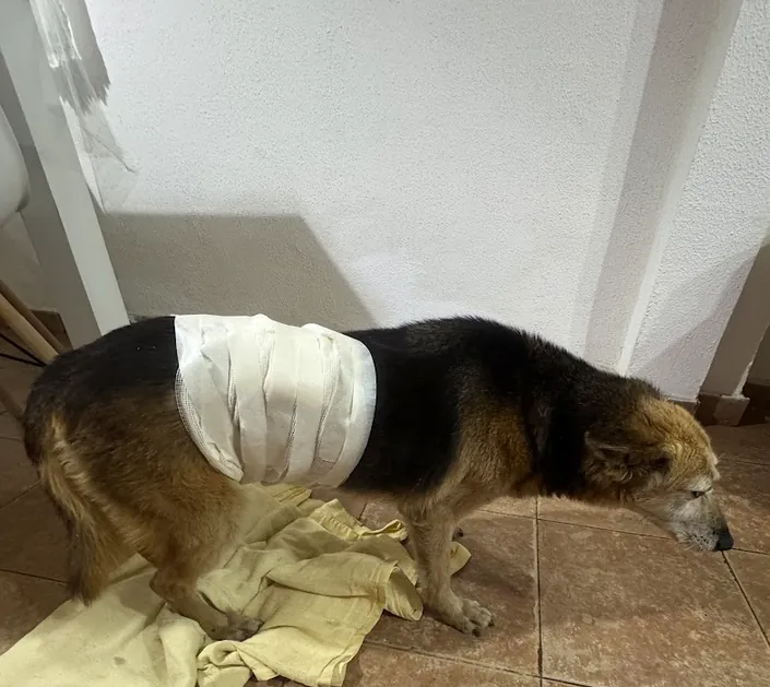Veterinaria a domicilio Eva Romero