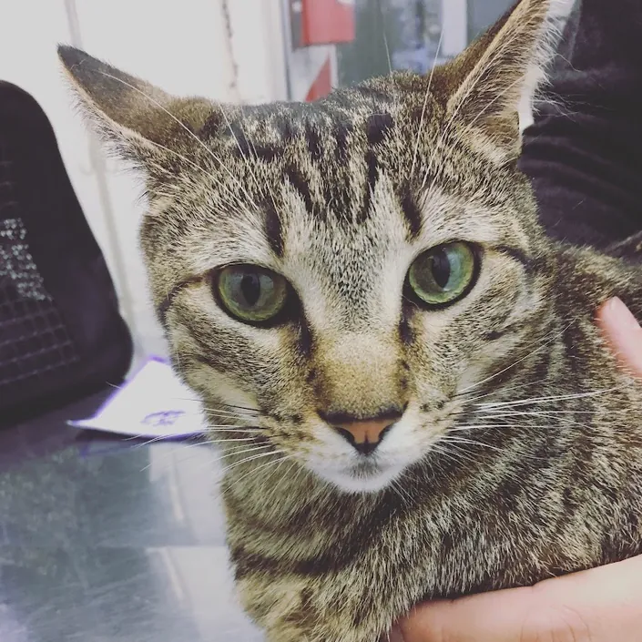 Veterinaria Ambrosetti *ATENCIÓN CON TURNO*