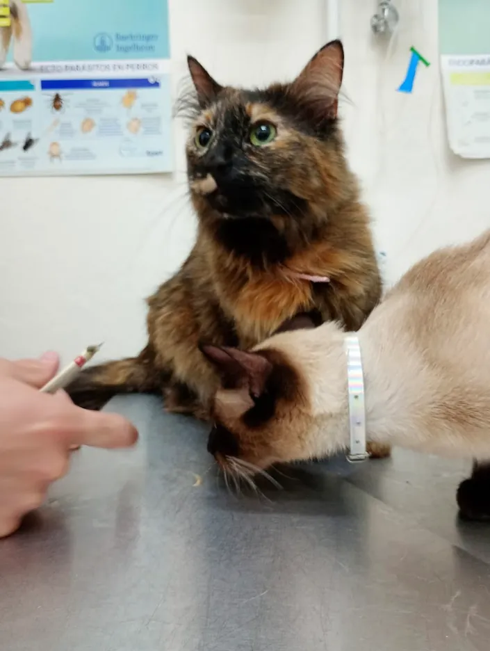 Veterinaria Anay