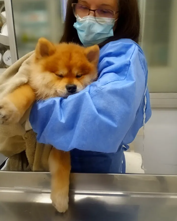 Veterinaria Animal Vet