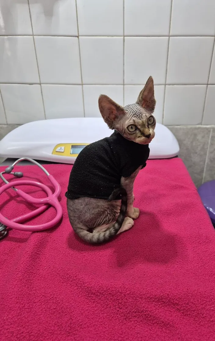 Veterinaria Auca