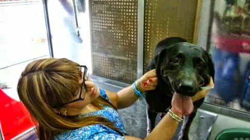Veterinaria belfos, Oncología y Clinica general.