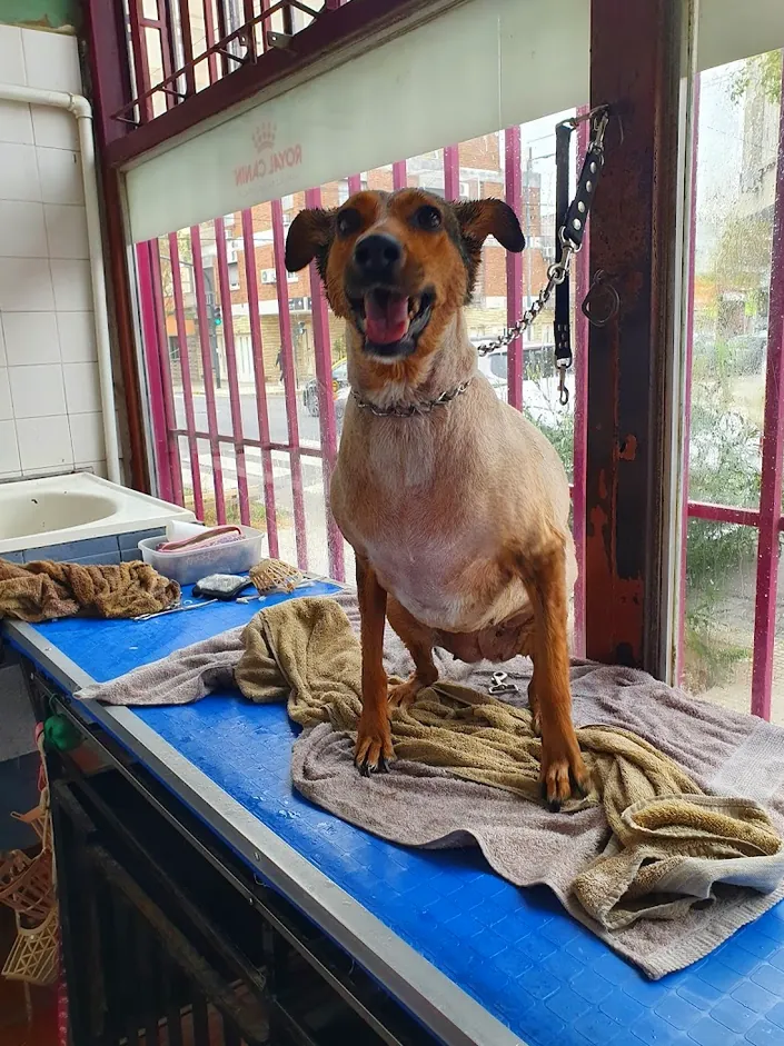 Veterinaria Boyacá