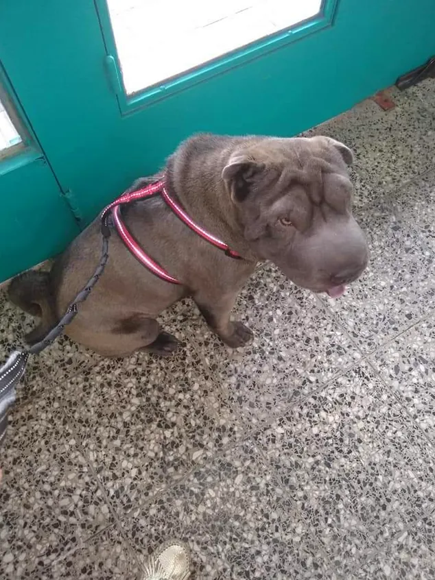Veterinaria CALINOS