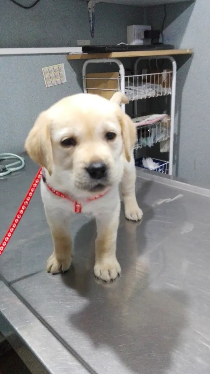 Veterinaria Casares