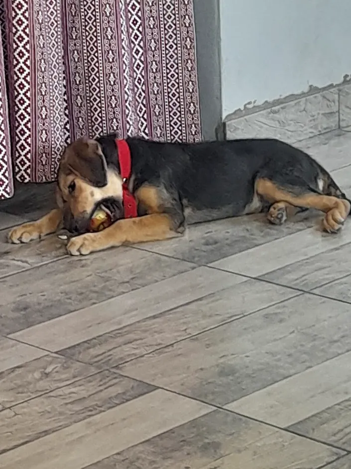 Veterinaria central