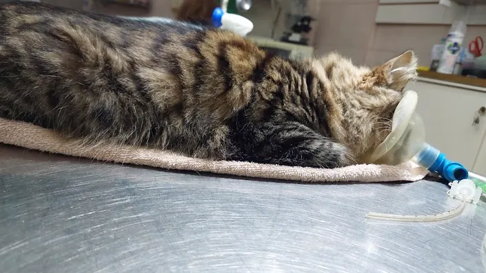 Veterinaria Chaco de Rut Puccio