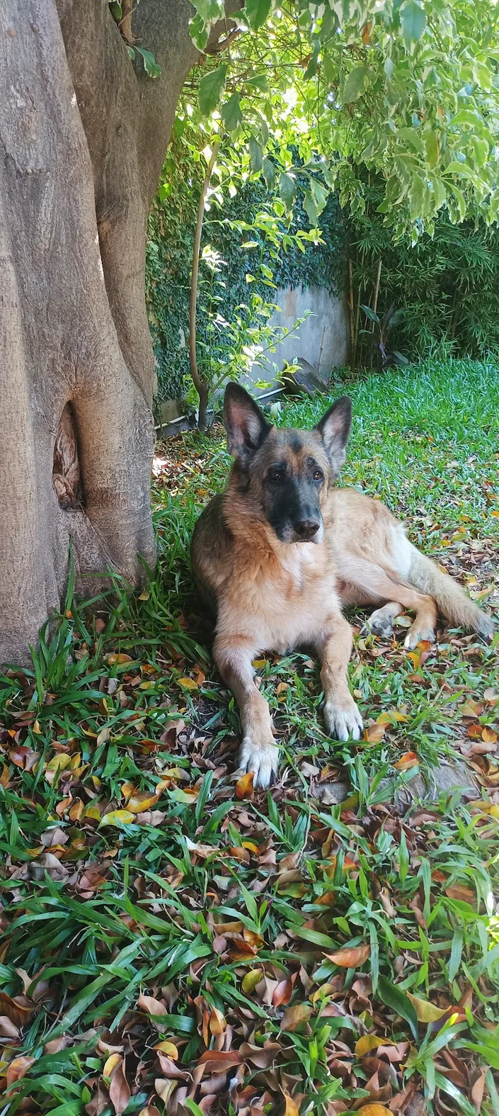 Veterinaria Cramer