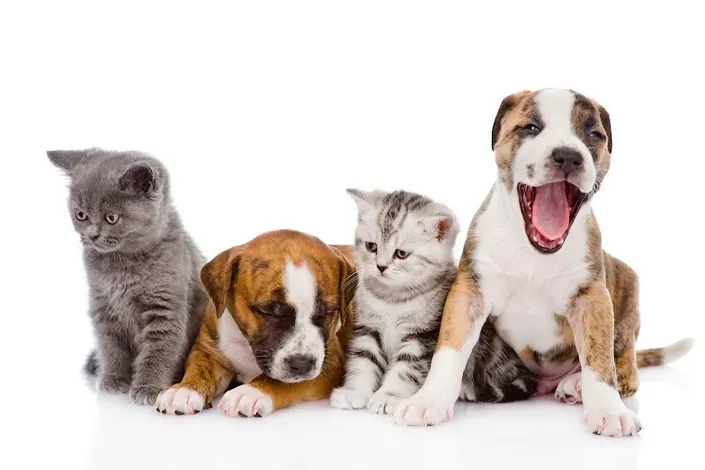 Veterinaria de Melo