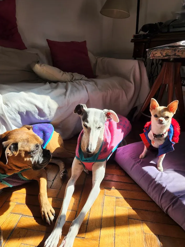 Veterinaria del Centro, Recoleta