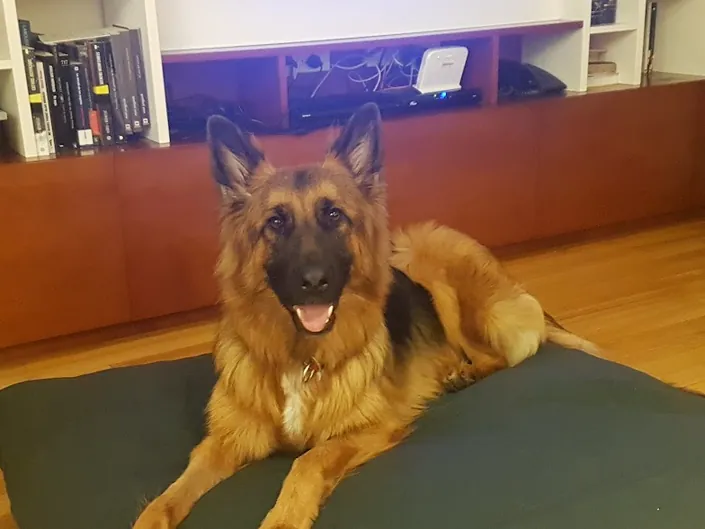 Veterinaria Del Pilar