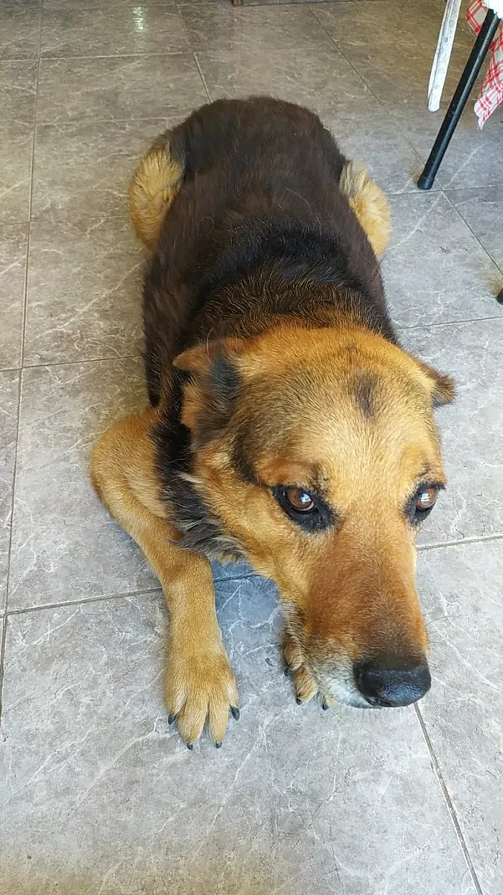 Veterinaria “Del Sol”, La Plata