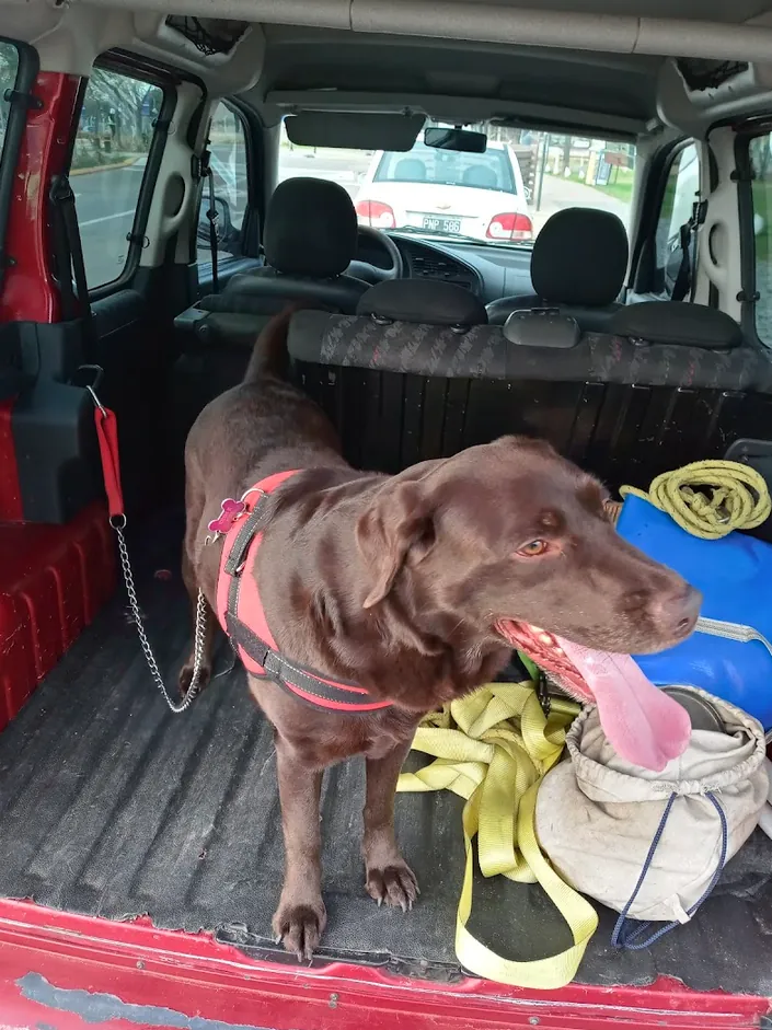 Veterinaria Don Bosco – Ramos Mejía
